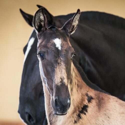 Xerxes