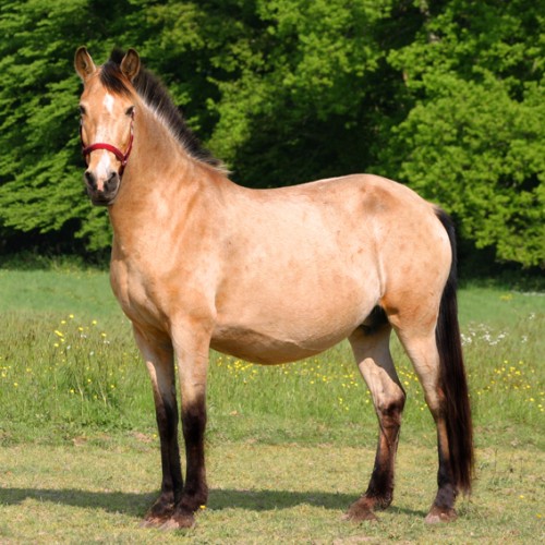 Odisseia